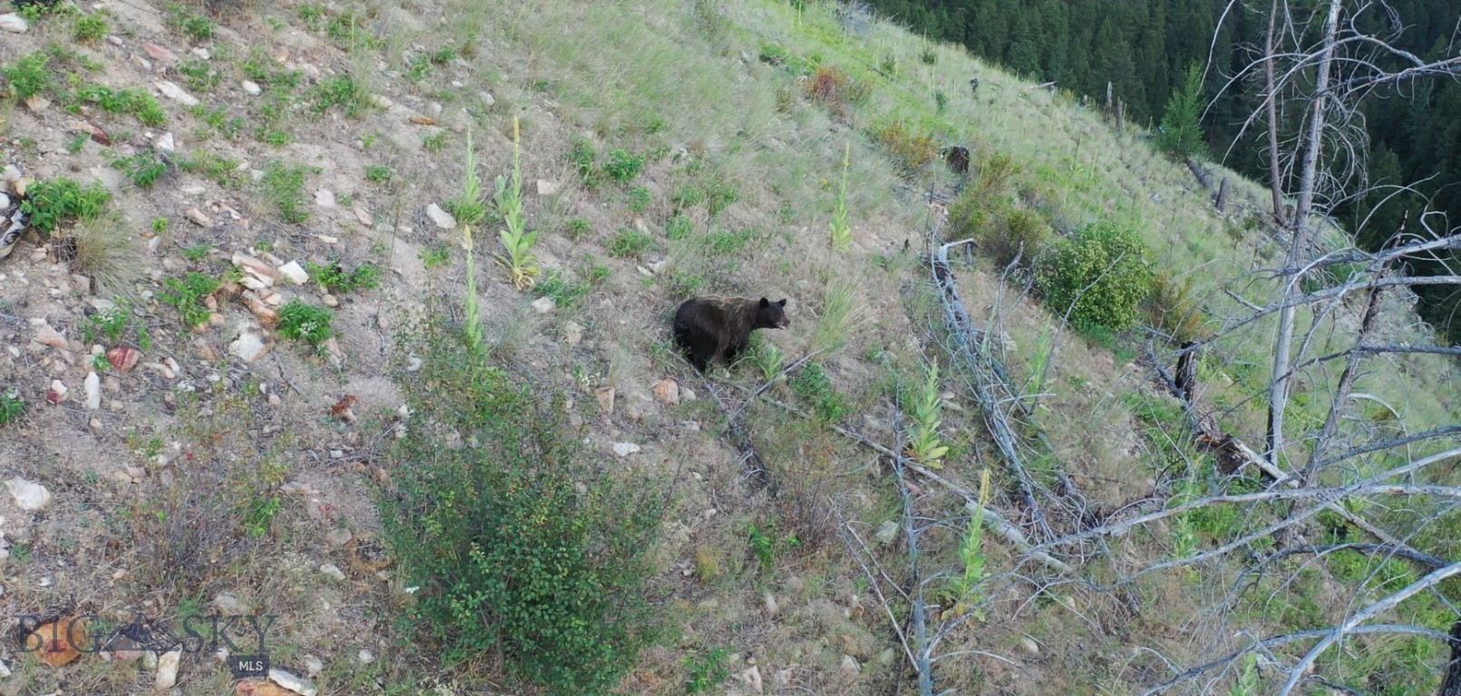 2 Bull Elk Tracts