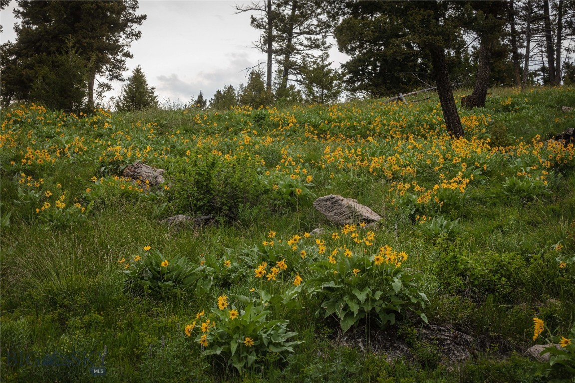 5 Tract, Bull Elk, Drummond